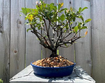 Awesome! FATHER'S DAY GIFT - Hawthorn - Rhaphiolepis Indica Bonsai, 15 Years
