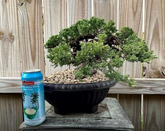 AWESOME! Fantastic Procumbens Nana Juniper Pre-Bonsai, 25 Years, GREAT TRUNK