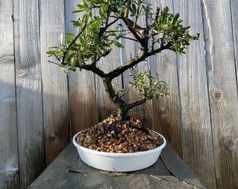PREMIUM! Fantastic Pyracantha Pre-Bonsai, 18 Years, Huge Trunk STYLE #71.1