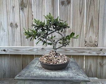 AWESOME! Fantastic Pyracantha Pre-Bonsai, 15 Years, Huge Trunk