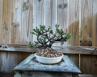 AWESOME! Juniperus Chinensis - Parsonii Juniper Pre-Bonsai, 15 Years, Huge Trunk