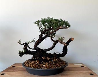 AWESOME! Juniperus Chinensis - Parsonii Juniper Pre-Bonsai, 18yr, HUGE TRUNK 658
