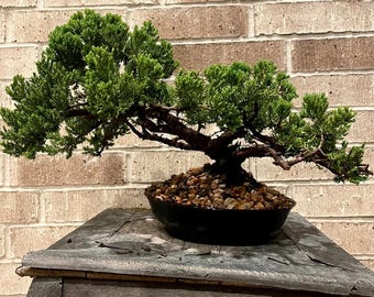 AWESOME! Fantastic Procumbens Nana Juniper Pre-Bonsai, 14 Ys, Strong Trunk #972