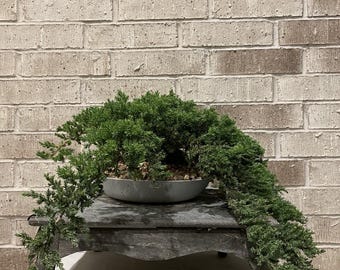 AWESOME! Fantastic Procumbens Nana Juniper Pre-Bonsai, 16 Yrs, Strong Trunk #970