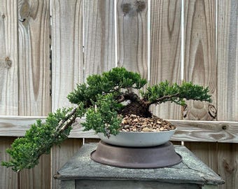 AWESOME! Fantastic Procumbens Nana Juniper Pre-Bonsai, 16 Years, Strong Trunk