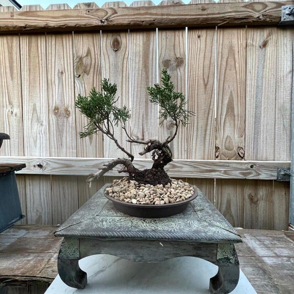 IMPRESSIONNANT ! Juniperus Chinensis - Pré-bonsaï genévrier Parsonii, 15 ans, tronc énorme