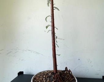 AWESOME! Fantastic Bald Cypress Pre-Bonsai, 15 Years, GREAT TRUNK