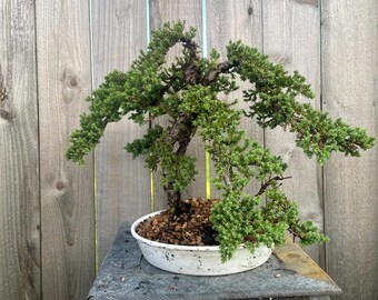 AWESOME! Fantastic Procumbens Nana Juniper Pre-Bonsai, 16 Years, Strong Trunk