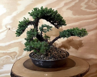 AWESOME! Fantastic Procumbens Nana Juniper Pre-Bonsai, 15 Years, Strong Trunk