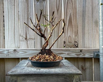 AWESOME! Fantastic Blueberry Pre-Bonsai, 15 Years, HUGE TRUNK
