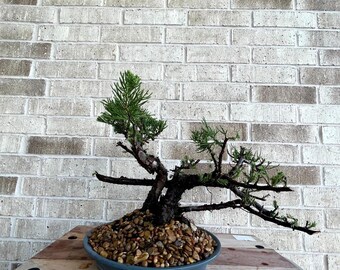 AWESOME! Juniperus Chinensis - Parsonii Juniper Pre-Bonsai, 19 Years, Huge Trunk