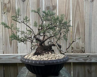 DEAL! Juniperus Chinensis - Parsonii Juniper Pre-Bonsai, 20 Year, GREAT TRUNK