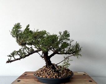 AWESOME! Juniperus Chinensis - Parsonii Juniper Pre-Bonsai, 18yr, HUGE TRUNK