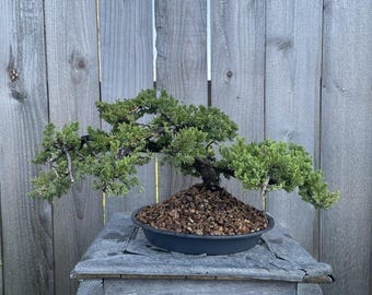 AWESOME! Fantastic Procumbens Nana Juniper Pre-Bonsai, 14 Yrs, Strong Trunk