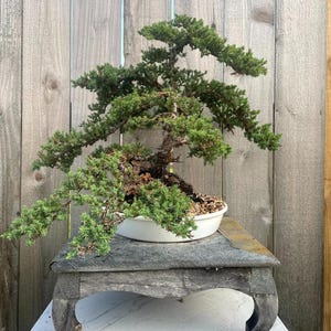 May include: A juniper bonsai tree with dense green foliage and a textured, weathered trunk. The tree is planted in a shallow, round white ceramic pot filled with small brown pebbles, resting on a dark, carved wooden stand with curved legs.