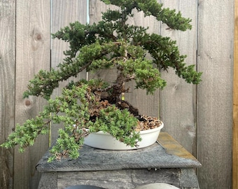 Awesome! FATHER'S DAY GIFT - Procumbens Nana Juniper Bonsai, 16 Yr, Strong Trunk