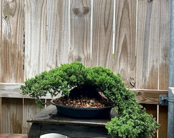 AWESOME! Fantastic Procumbens Nana Juniper Pre-Bonsai, 16 Yrs, Strong Trunk #655