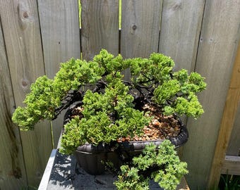 DEAL! Fantastic Procumbens Nana Juniper Pre-Bonsai, 25 Years, GREAT TRUNK