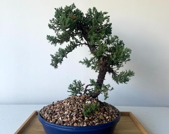 Awesome! FATHER'S DAY GIFT - Procumbens Nana Juniper Bonsai, 16 Yr, Trunk #894