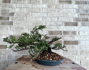 AWESOME! Juniperus Chinensis - Parsonii Juniper Pre-Bonsai, 19 Years, Huge Trunk