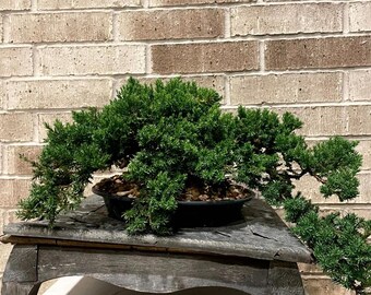 AWESOME! Fantastic Procumbens Nana Juniper Pre-Bonsai, 16 Yrs, Strong Trunk #974