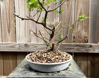 AWESOME! Fantastic Honeysuckle Pre-Bonsai, 18 Years, HUGE TRUNK