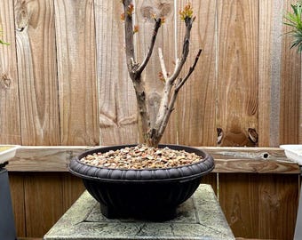AWESOME! Fantastic Crepe Myrtle Pre-Bonsai, 20 Years, HUGE TRUNK