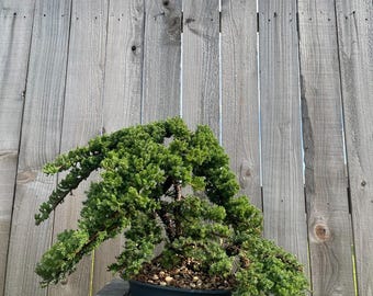 AWESOME! Summer Premium Bonsai — Procumbens Nana Juniper, 16 YR, Trunk #1016