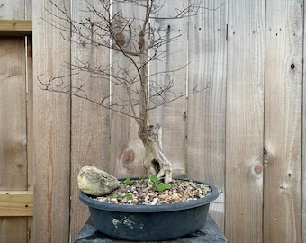 AWESOME! Fantastic Crepe Myrtle Pre-Bonsai, GREAT TRUNK