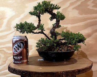 AWESOME! Fantastic Procumbens Nana Juniper Pre-Bonsai, 15 Years, Strong Trunk