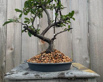 AWESOME! Fantastic Pyracantha Pre-Bonsai, 15 Years, HUGE TRUNK #980
