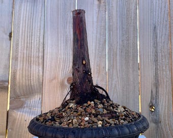 PREMIUM! Fantastic Bald Cypress Pre-Bonsai, 20 Years, GREAT TRUNK #888.1