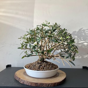Olive Bonsai Tree - Etsy
