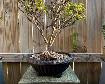 AWESOME! Beautiful Crepe Myrtle Pre-Bonsai, 20 Years, HUGE TRUNK