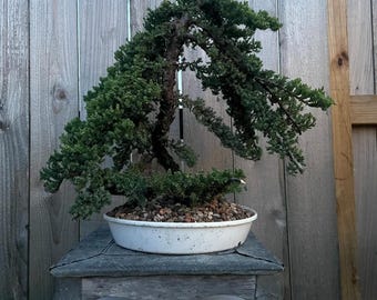 AWESOME! Summer Gift - Procumbens Nana Juniper Bonsai, 16 YR, #998