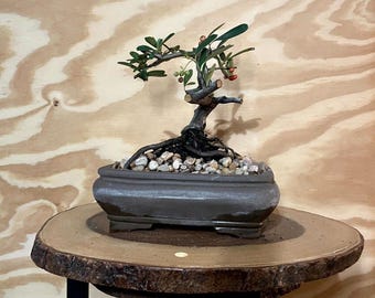 AWESOME! Fantastic Pyracantha Pre-Bonsai, 15 Years, Huge Trunk