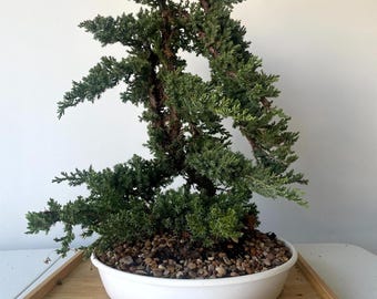 Awesome! FATHER'S DAY GIFT - Procumbens Nana Juniper Bonsai, 16 Yr, Trunk #895