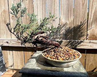 AWESOME! Juniperus Chinensis - Parsonii Juniper Pre-Bonsai, 20 Year, GREAT Trunk