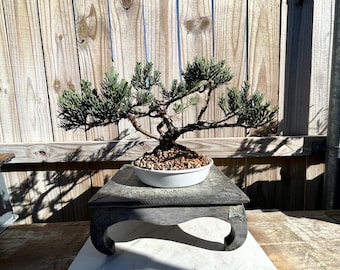 DEAL! Juniperus Chinensis - Parsonii Juniper Pre-Bonsai, 18 Year, HUGE TRUNK