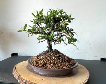 AWESOME! Fantastic Pyracantha Pre-Bonsai, 15 Years, HUGE TRUNK #827