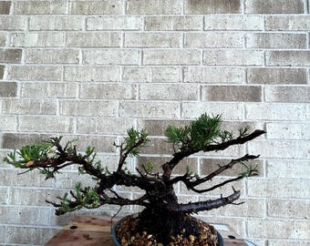 AWESOME! Juniperus Chinensis - Parsonii Juniper Pre-Bonsai, 19 Years, Huge Trunk
