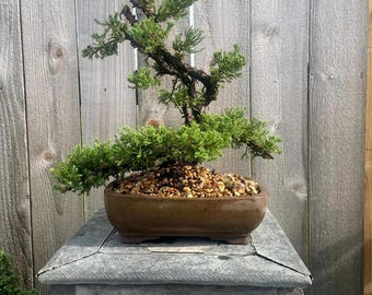 Awesome! FATHER'S DAY GIFT - Procumbens Nana Juniper Bonsai, 16 Yr, Strong Trunk