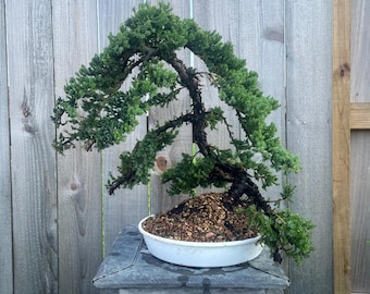 Awesome! FATHER'S DAY GIFT - Procumbens Nana Juniper Bonsai, 16 Yr, Trunk #897