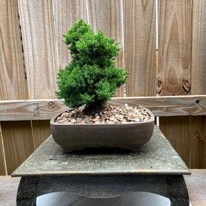 May include: A small bonsai tree with vibrant green foliage sits in a brown rectangular pot filled with small pebbles. The pot rests on a decorative, aged metal stand with ornate carvings. The background features a wooden fence.