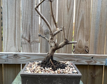 AWESOME! Fantastic Vitex - Arabian Lilac Pre-Bonsai, 15 Years, HUGE TRUNK