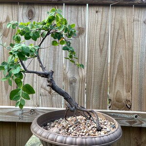 AWESOME! Beautiful White Chinese Loropetalum Pre-bonsai, 11 Years, Strong  Trunk - Etsy