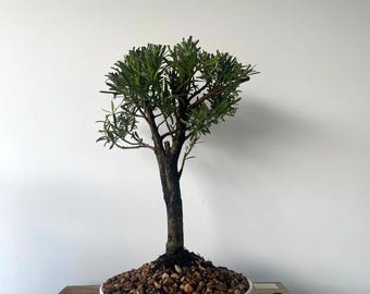 AWESOME! Fantastic Buddhist Pine - Podocarpus Macrophyllus, 20 Year, GREAT TRUNK
