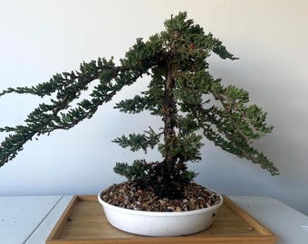 Awesome! FATHER'S DAY GIFT - Procumbens Nana Juniper Bonsai, 16 Yr, Trunk #900