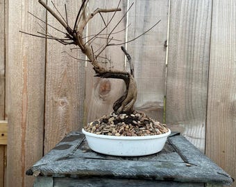 NEW YEAR GIFT! Fantastic Vitex - Arabian Lilac, 18 Years, Huge Trunk