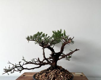 AWESOME! Juniperus Chinensis - Parsonii Juniper Pre-Bonsai, 19 Years, Huge Trunk